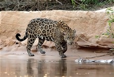 Escena de En busca del jaguar