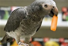 Escena de Escarabajo verde