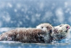 Escena de Espía en la nieve