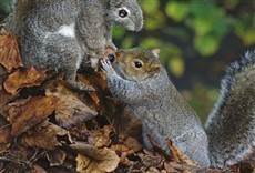 Escena de Espías salvajes