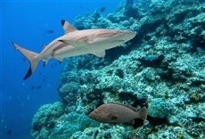 Escena de Estrecho de tiburones: la leyenda de Dynamite