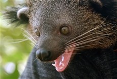 Escena de Evan a lo salvaje