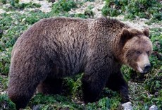 Escena de Festín Grizzly