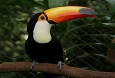 Escena de Flora y fauna