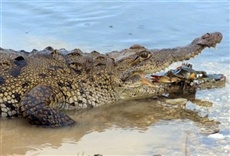 Escena de Florida salvaje