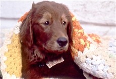 Escena de Mi amigo Fluke