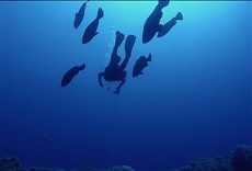 Escena de Francia salvaje