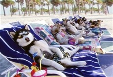 Escena de Aventuras en Alaska