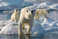 Escena de Frozen Planet