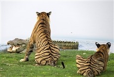 Escena de Furia de tigres