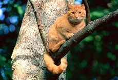 Escena de Gatos en apuros