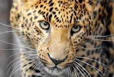 Escena de Grandes felinos