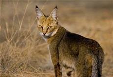 Escena de Grandes felinos da Índia