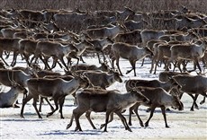 Escena de Grandes migraciones
