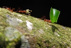 Escena de Grandes migraciones