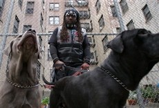 Escena de Guardianes al rescate