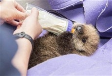 Escena de Guardianes de Alaska