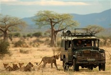 Escena de Guerra de leones