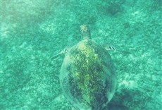 Escena de Hacia un planeta verde