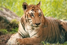 Escena de Heróis da selva