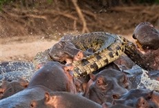 Serie Hipopótamo versus cocodrilo