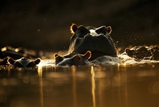 Escena de Hipopótamo versus cocodrilo