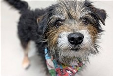 Escena de Hogar para perros