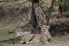 Escena de Hombre entre chitas