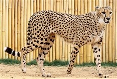 Escena de Hombre vs. Chita