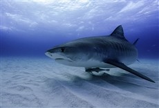 Escena de Hombre vs. Tiburón