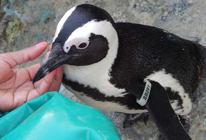 Reality Hospital de pingüinos