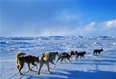 Serie Iditarod
