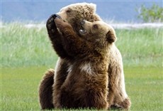 Escena de Imperio Grizzly