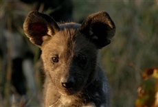 Escena de Imperio salvaje