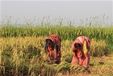 Escena de India salvaje