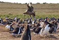 Escena de Islas mortales con Dave Salmoni