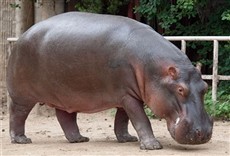 Televisión Jessica, la hipopótamo