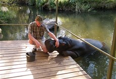 Escena de Jessica, la hipopótamo