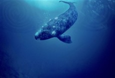 Película Jinete de ballenas