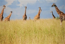 Escena de Jirafa: el gigante africano