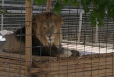 Escena de Joe Exotic: Historia revelada