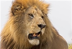 Escena de Juego de reyes