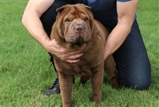 Escena de Kilos de mascotas