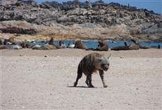 Escena de La costa de las hienas