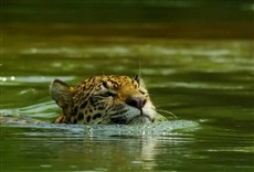 Escena de La costa salvaje de Colombia