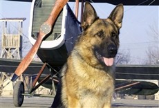 Escena de Las nuevas aventuras de Rin Tin Tin