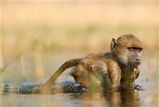 Escena de La Reina Mmasadi