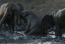 Escena de La ruta del elefante