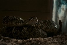 Escena de La serpiente de Alabama