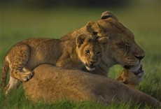 Escena de The Last Lions